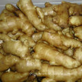 Good Quality Chinese Fresh Ginger